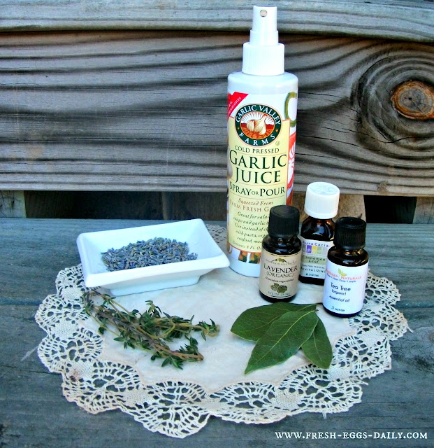 Poultry Mites Natural Prevention and Treatment for your Chickens