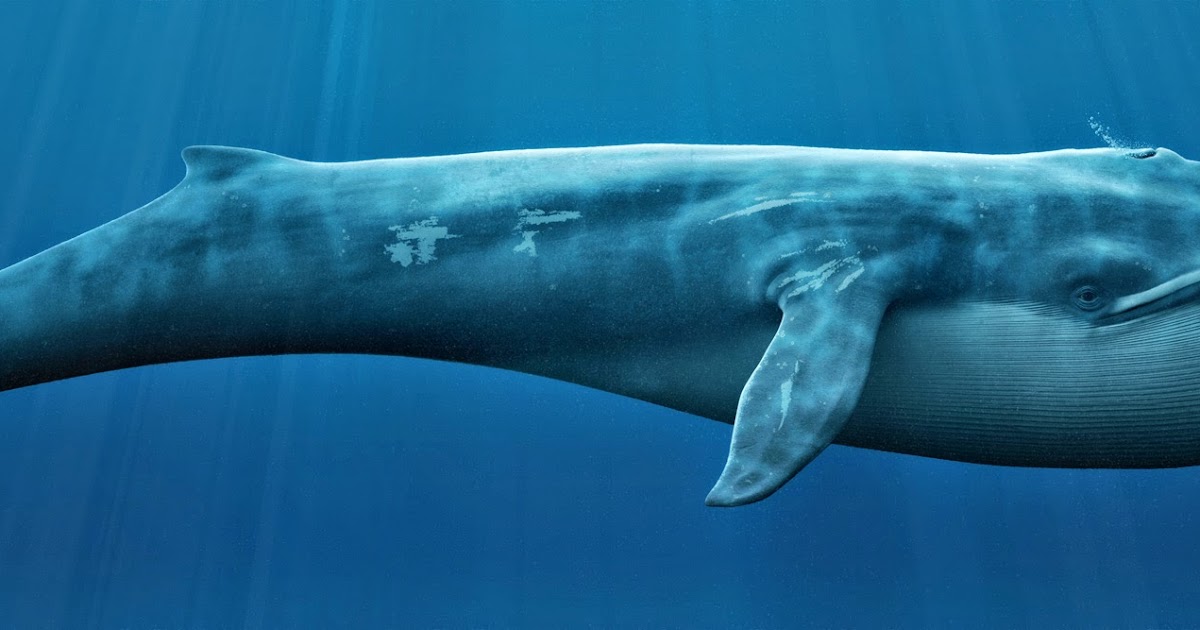 5 Of The Biggest Animals On Earth Fun Animals Wiki Videos Pictures 5-of-the-biggest-animals-on-earth-fun-animals-wiki-videos-pictures