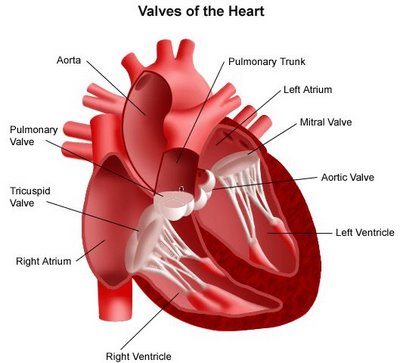 Natural Remedies For Heart