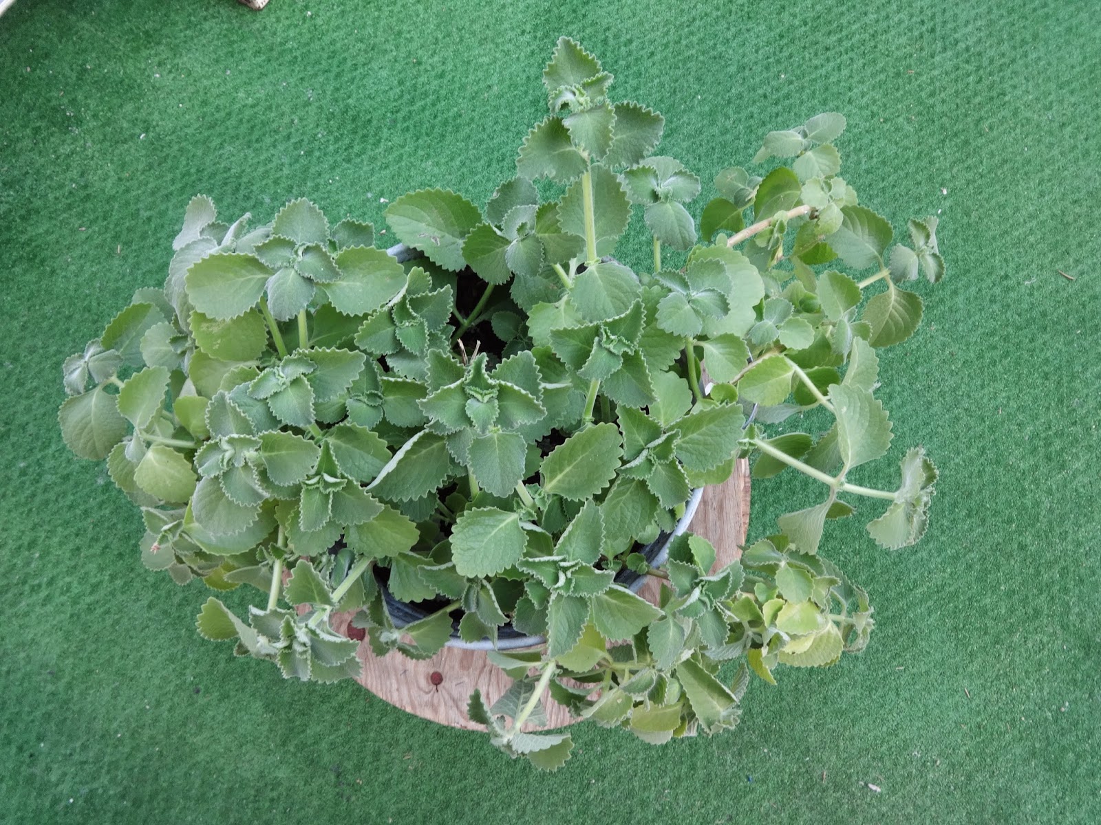 Zioła z Odległych Krain Plectranthus amboinicus, Coleus aromaticus