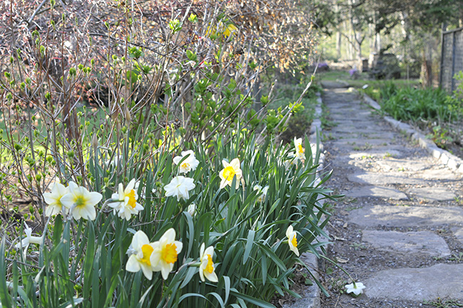 20 Of The Best Plants For Shade Install It Direct