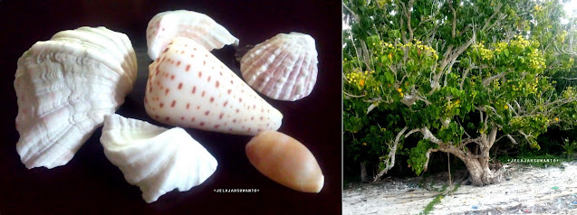 Pantai Mandala Ria: Cangkang kerang dan Pohon Waru Laut  +fotojelajahsuwanto