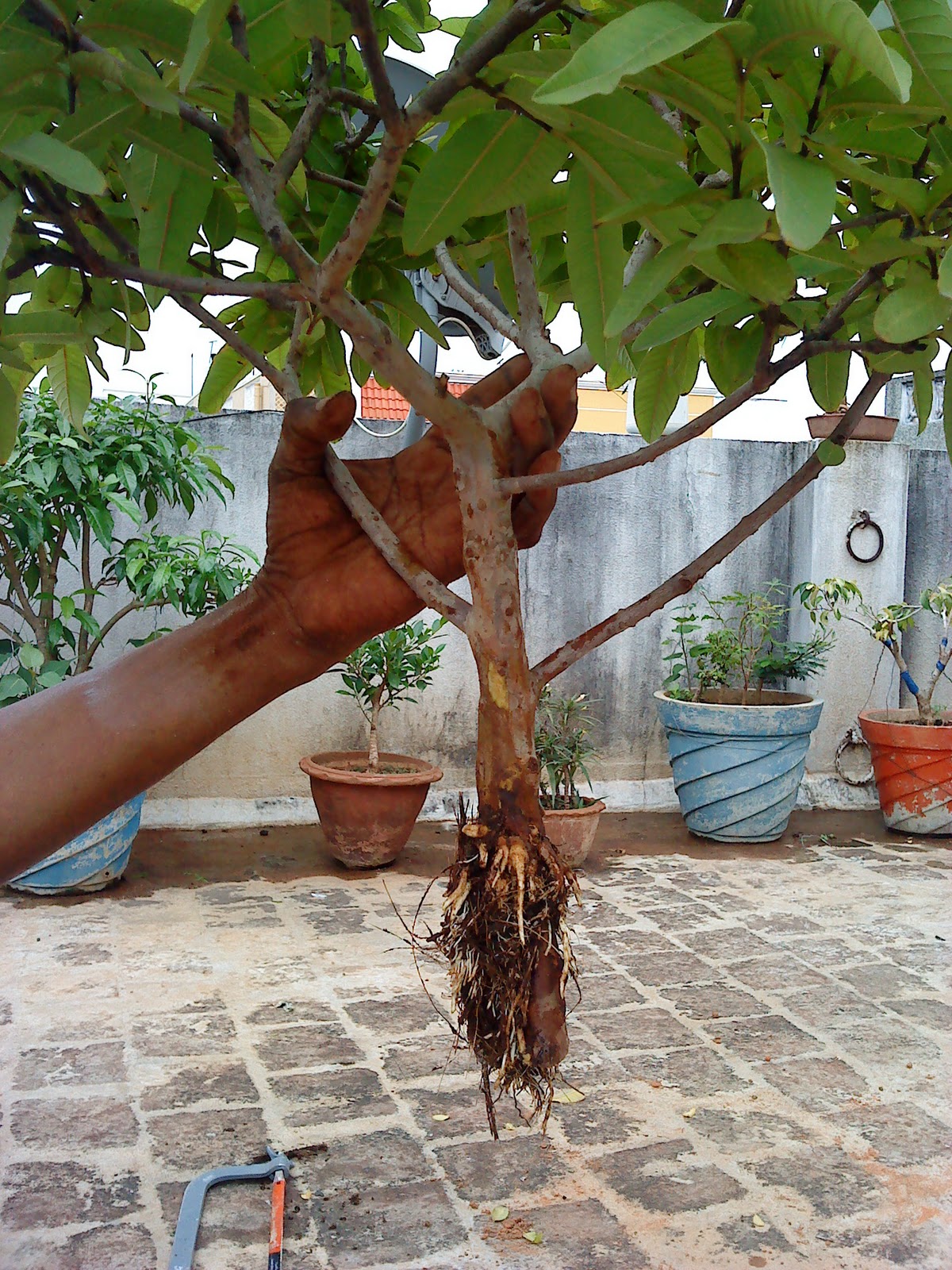 Indian Bonsai The twin brothers Guava tree update
