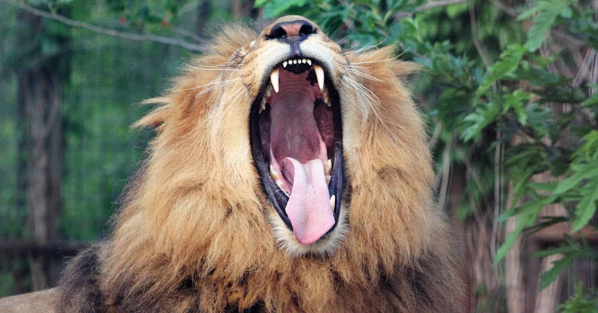 IEAS News Why Do Big Cats Roar?