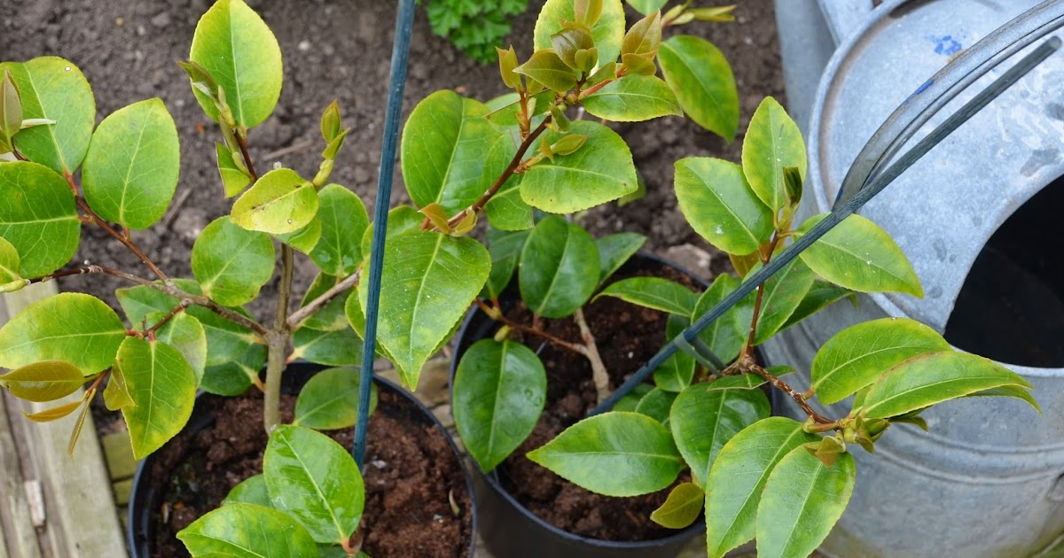 WHY ARE MY CAMELLIA LEAVES TURNING YELLOW? The Garden of Eaden