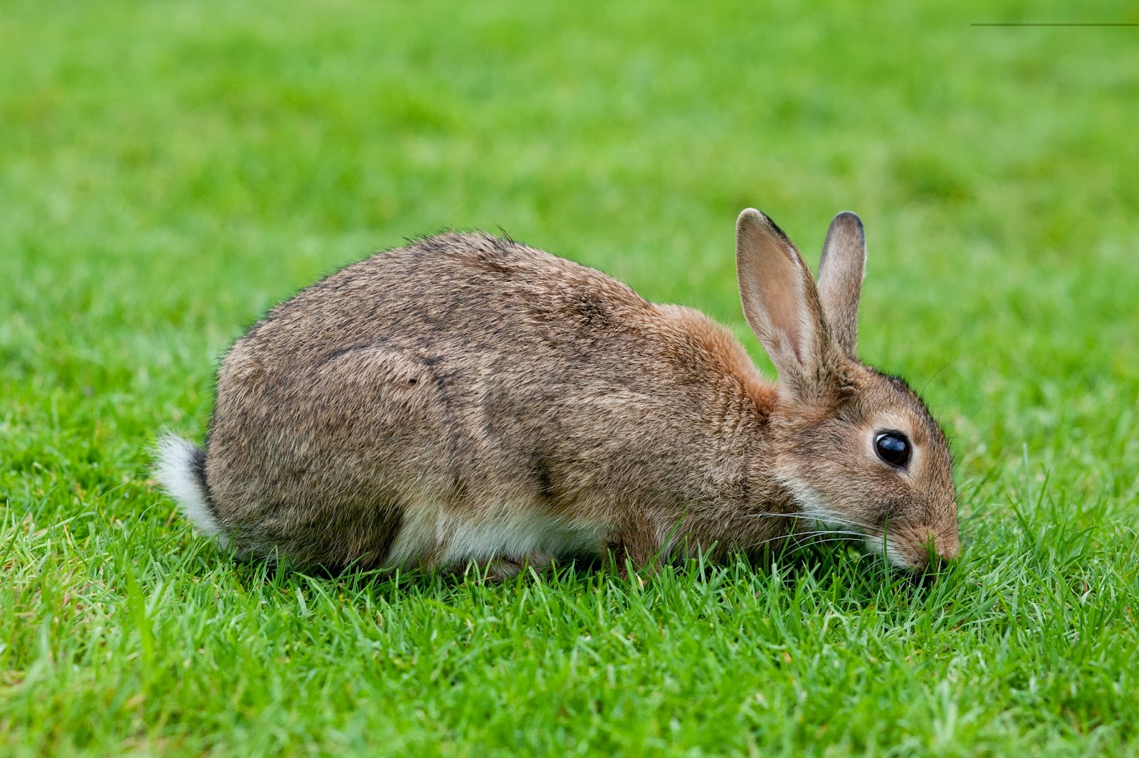 British Rabbit Council Pets