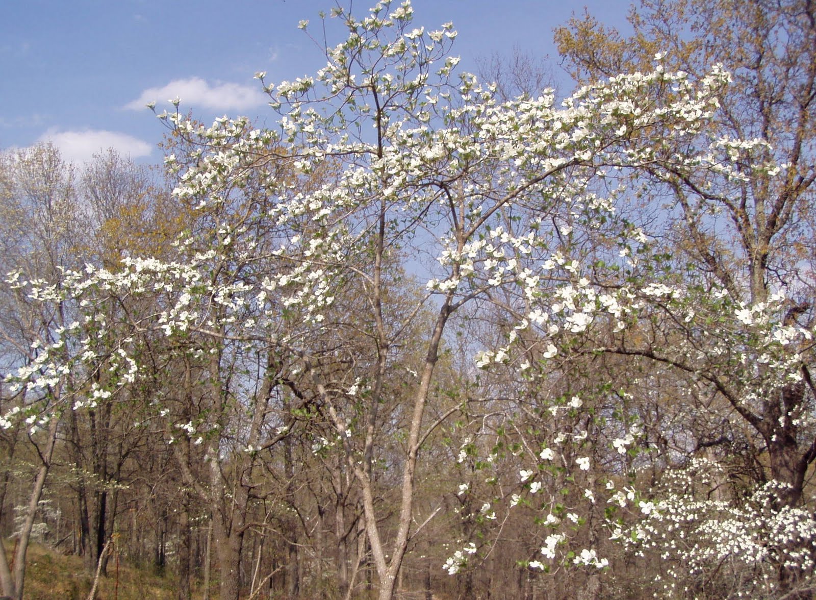 Ozark Mountain Family Homestead Spring in the Ozark Mountains