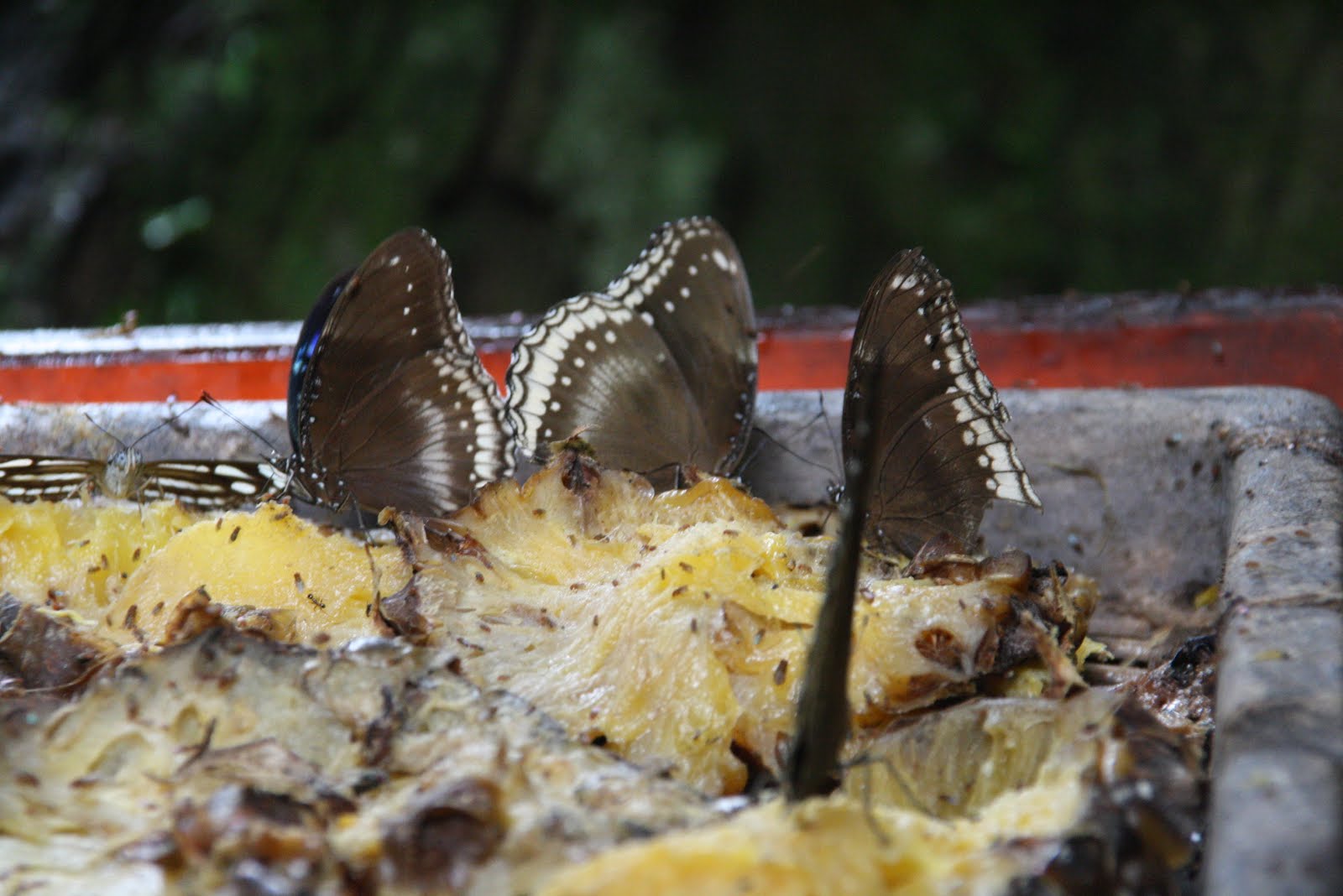 PAU'S PHOTO: butterflies farm... 09.04.2011