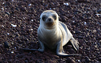 Cutest Baby Galapagos Sea Lion Ever on Rabida Beach