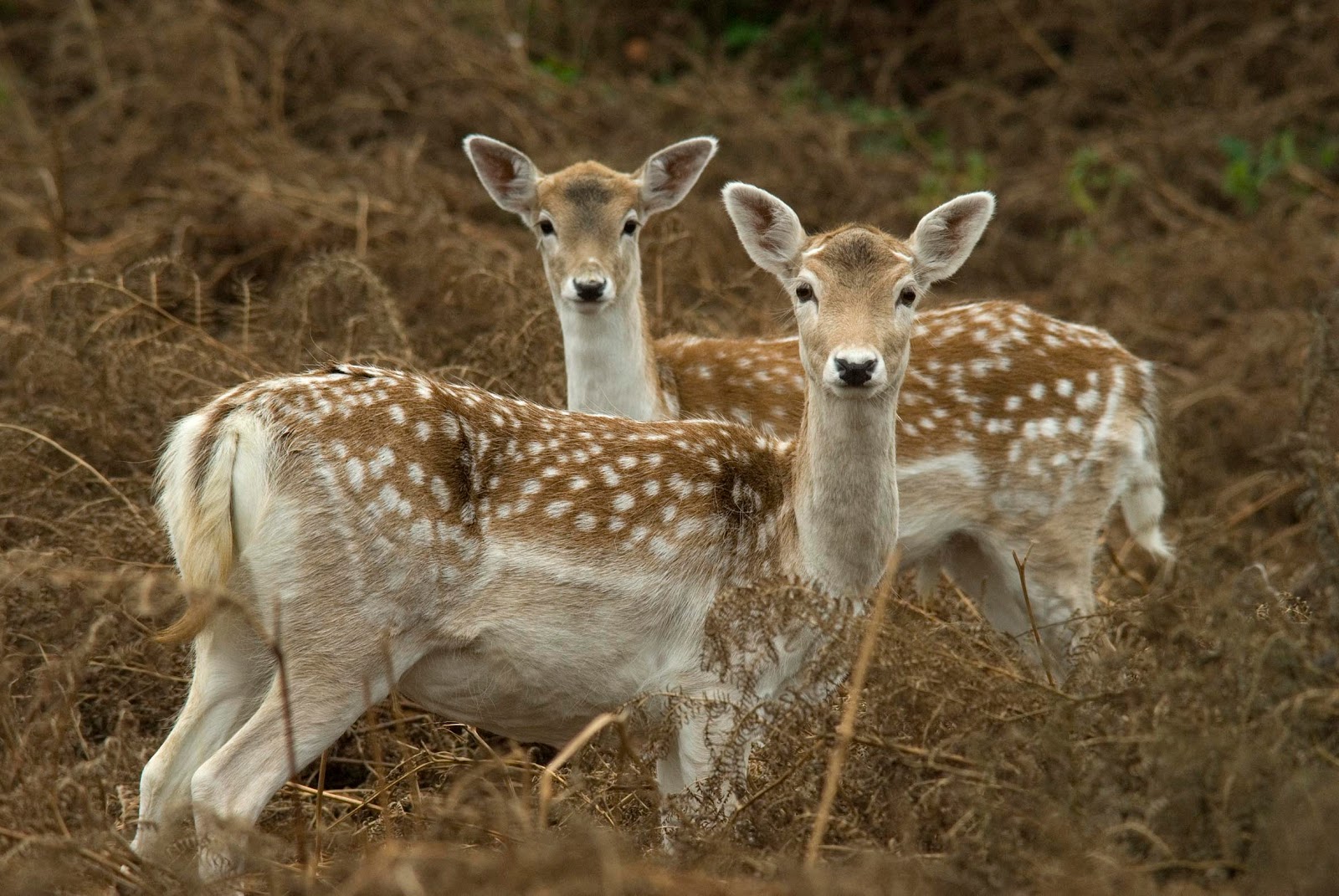 Deer | HD Wallpapers (High Definition) | Free Background