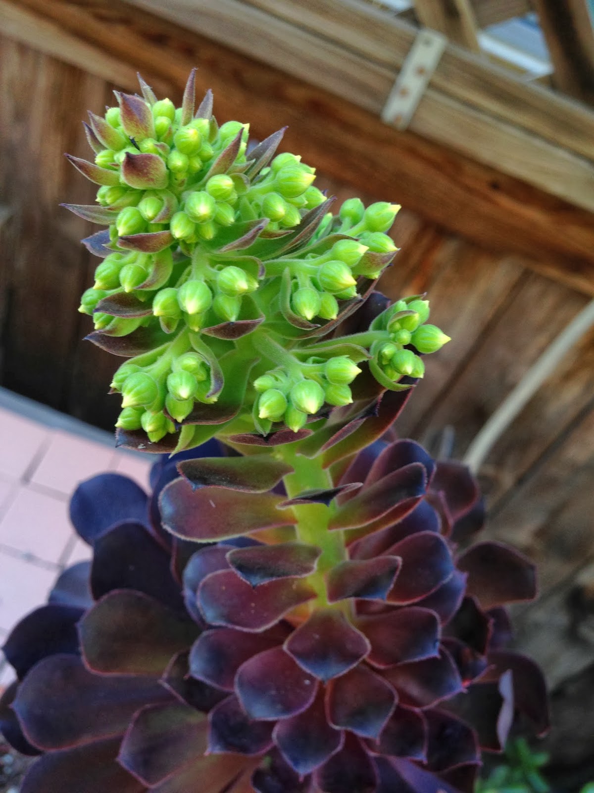 O Garden, My Garden! Back! (With blooming succulents!)