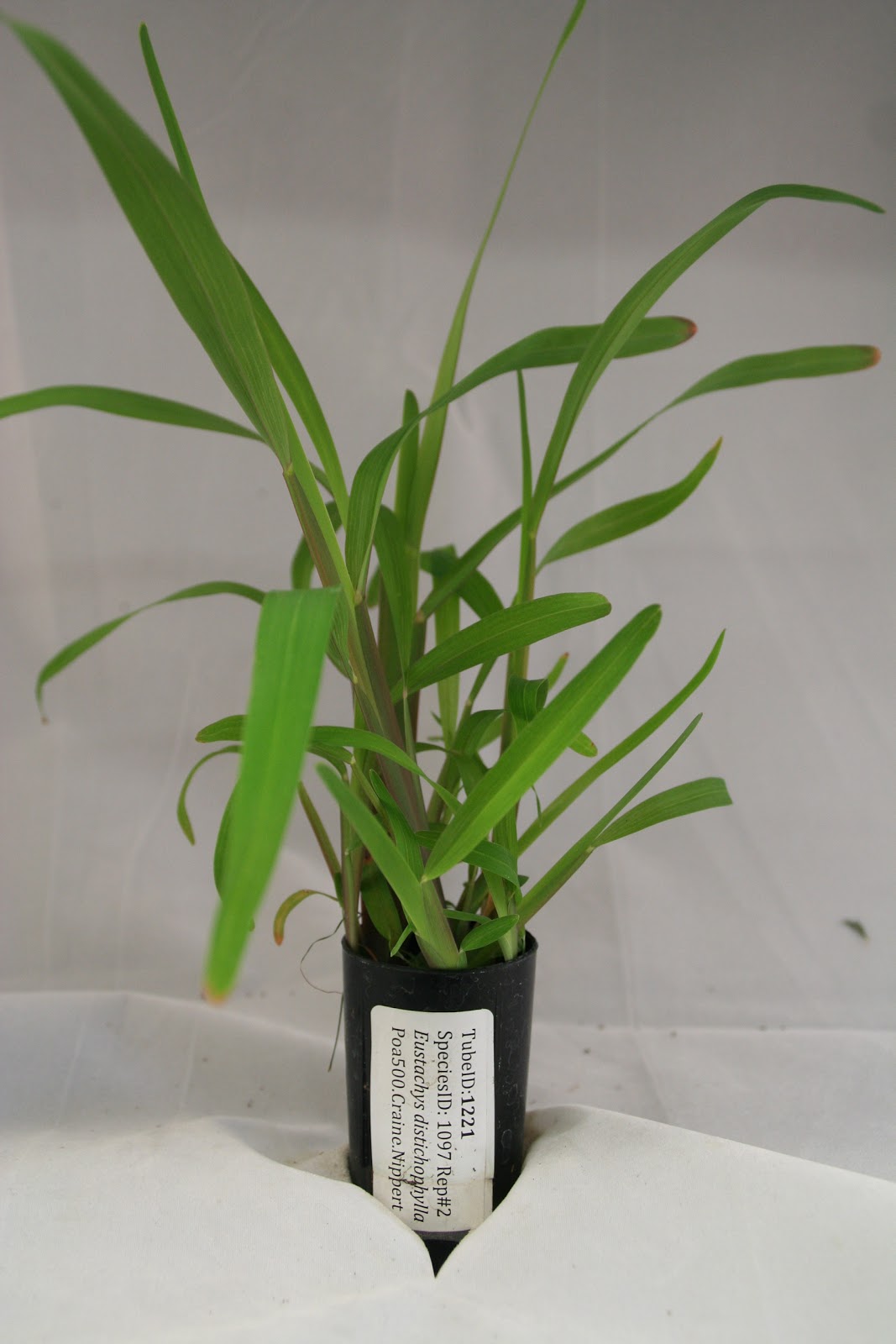 Wild Plants Post: Drought tolerance: grasses of the world