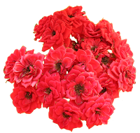 Flores rosas vermelhas em png autoria Stella rosas vermelhas