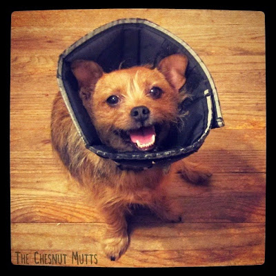 Jada in the cone of shame
