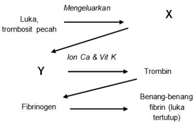 Kunci Jawaban Perhatikan Diagram Proses Pembekuan Darah Di Bawah Ini Rofa Education Centre