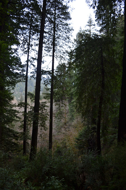 view through trees