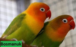 Lovebird palamas Daftar harga Burung Lovebird 2017 terbaru