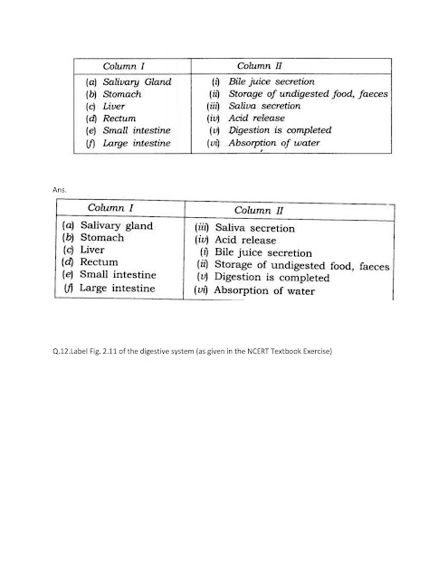 NCERT Solutions Of Class 7 SCIENCE Chapter 2 Nutrition In Animals 04