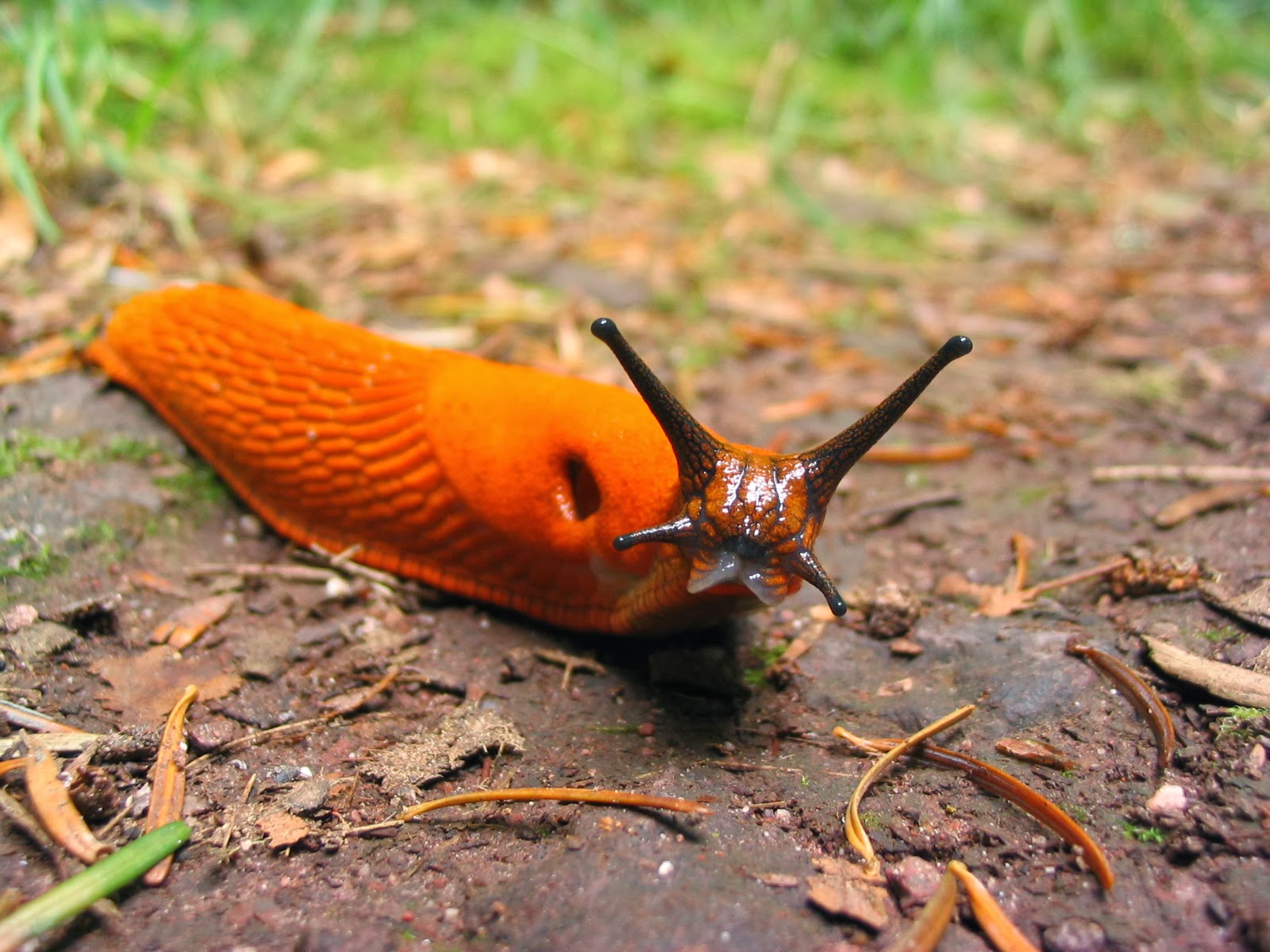 Slug Wild Life World