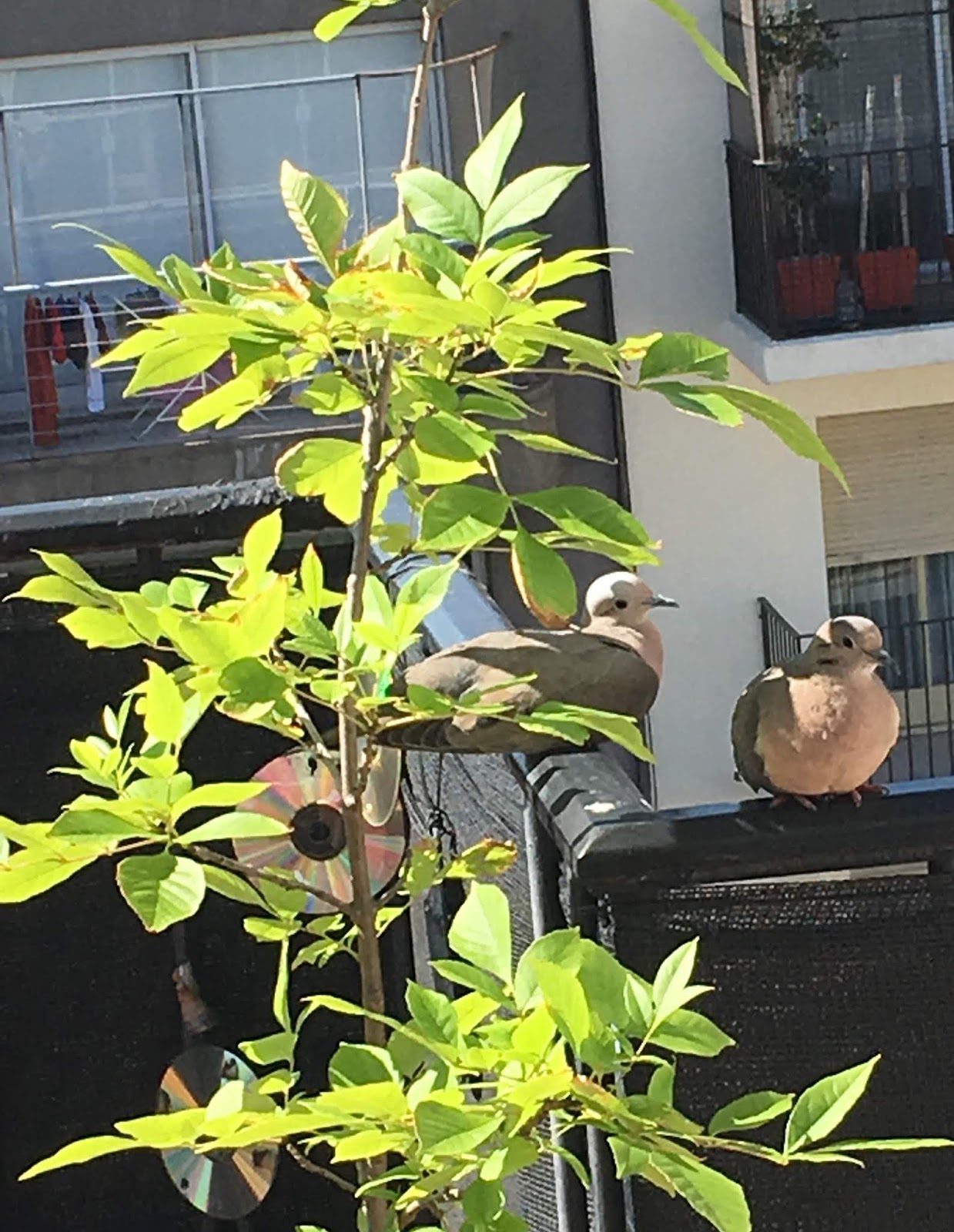 mensky ricardo mensky: a la Sombra bajo el arbol