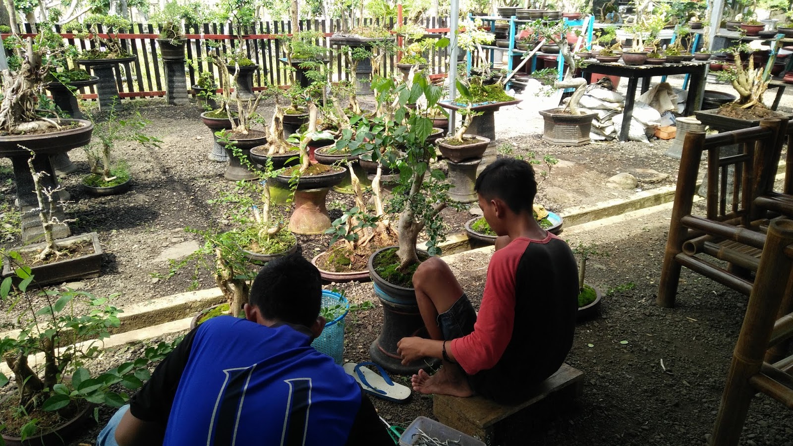 Pot dan Wadah Bonsai: Secret Weapon Untuk Bongkahan Ranting Kayak Gading di Layarmu!
