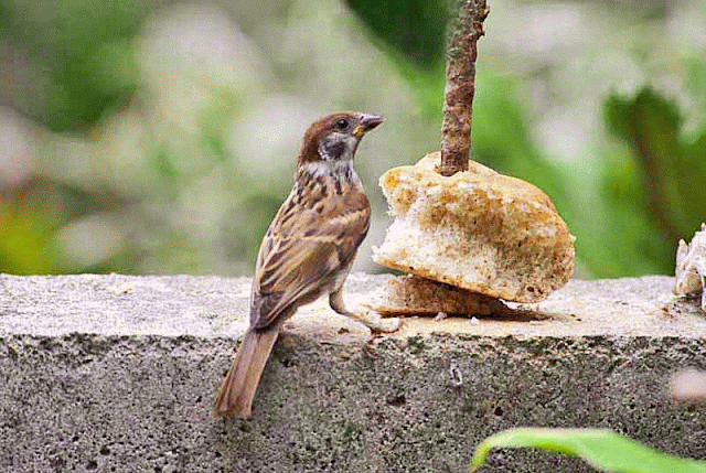 birds, Eurasian Tree Sparrow, Okinawa