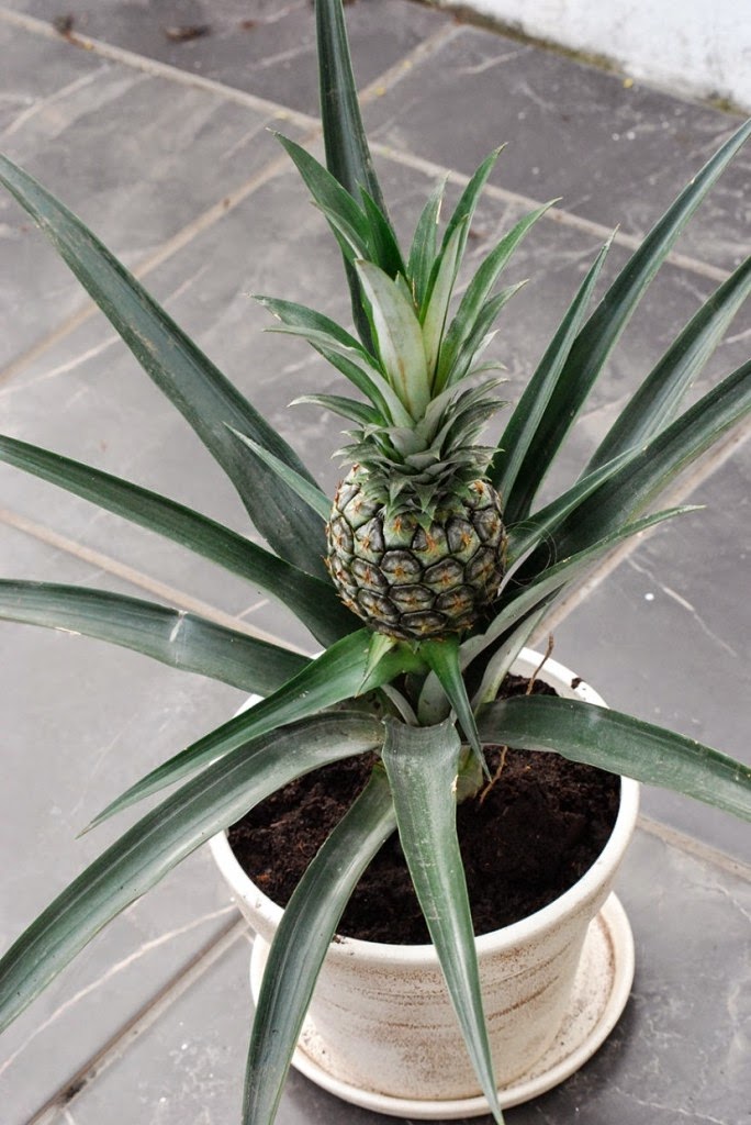 Do You Know What Your Favorite Foods Look Like While Growing - Pineapples Sprout from the top of planted pineapple tops and will regrow again and again