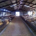 Ήπειρος:Βελτίωση υποδομών κτηνοτροφικών εγκαταστάσεων