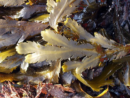 Propiedades alga fucus para adelgazar contraindicaciones