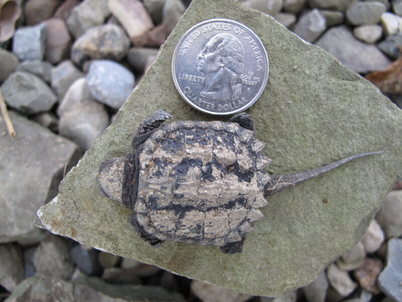 The Joyce Road Neighborhood Snapping Turtles