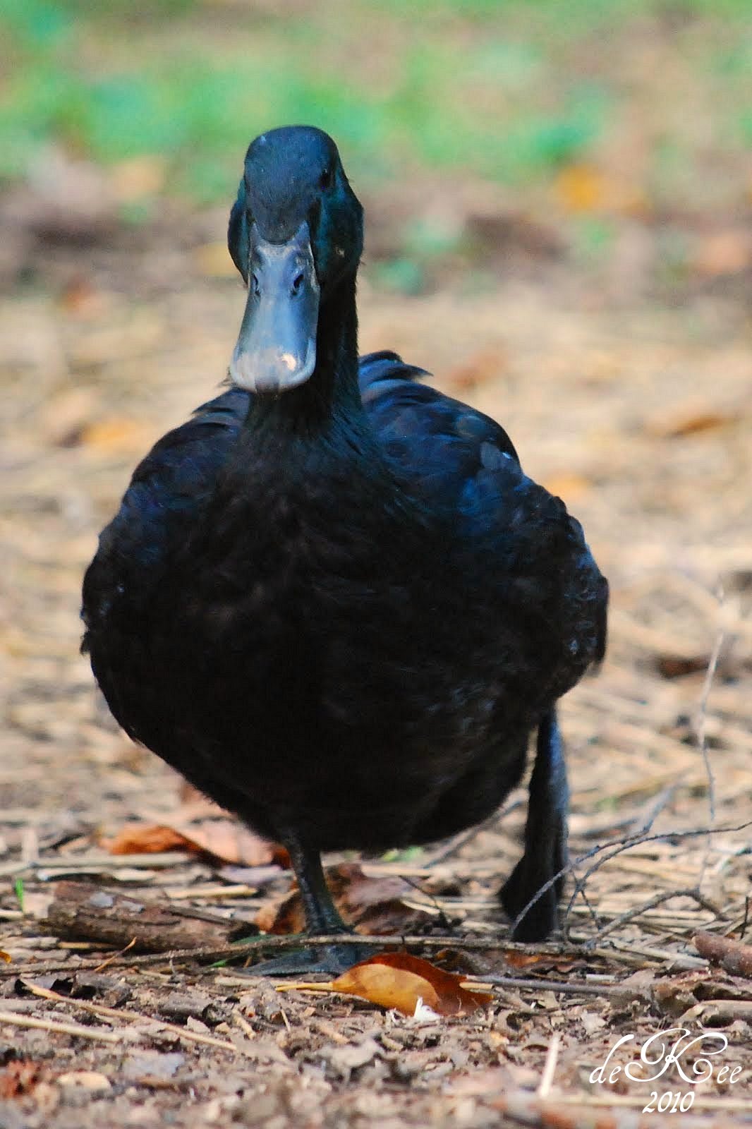 The Backyard Barnyard Breed Spotlight Cayuga Duck