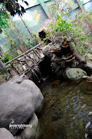 taman akuarium air tawar