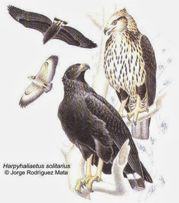 Águila solitaria Harpyhaliaetus Buteogallus solitarius