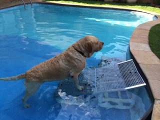rampas para cães sair de piscinas rampas para cães sair de piscinas