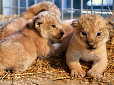 パリ動物公園で生まれたライオンのアトラス，キボ，シャニ