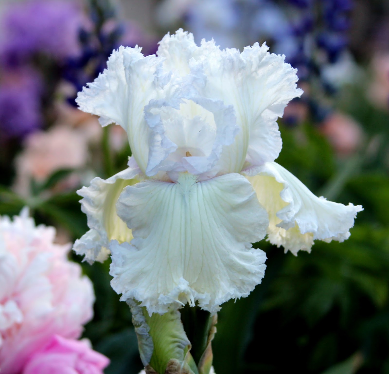 World of Irises: "Talking Irises" WHITE TALL BEARDED IRISES - "I\