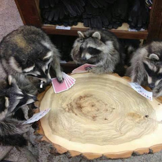 poker raccoons