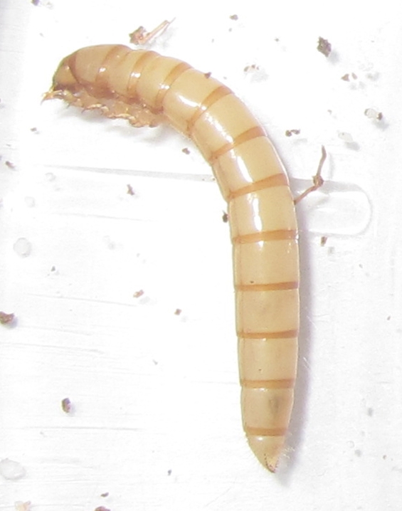 E.clavLarva%25235.JPG