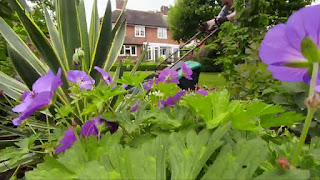 The British Garden: Life and Death on Your Lawn The British Garden: Life and Death on Your Lawn
