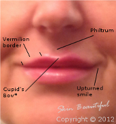 Diagram of the lips showing points of interest