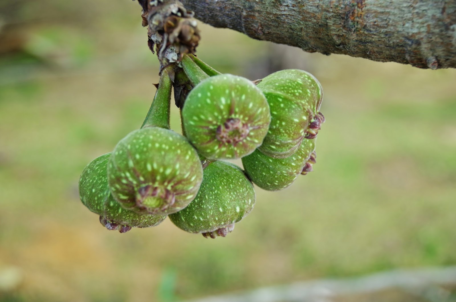 Trees and Plants: Broad leaf Fig, Elephant Ear Fig, Roxburgh Fig