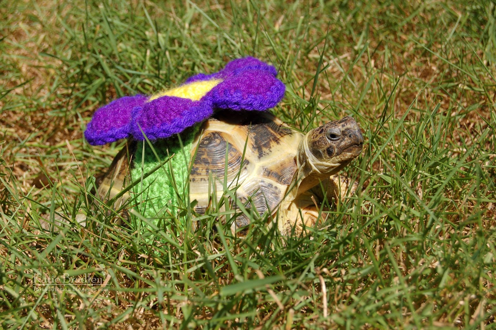 More Tortoise Cozies
