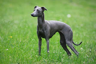 http://www.italiangreyhound.eu/p/stupor-mundi-norin-queen_16.html