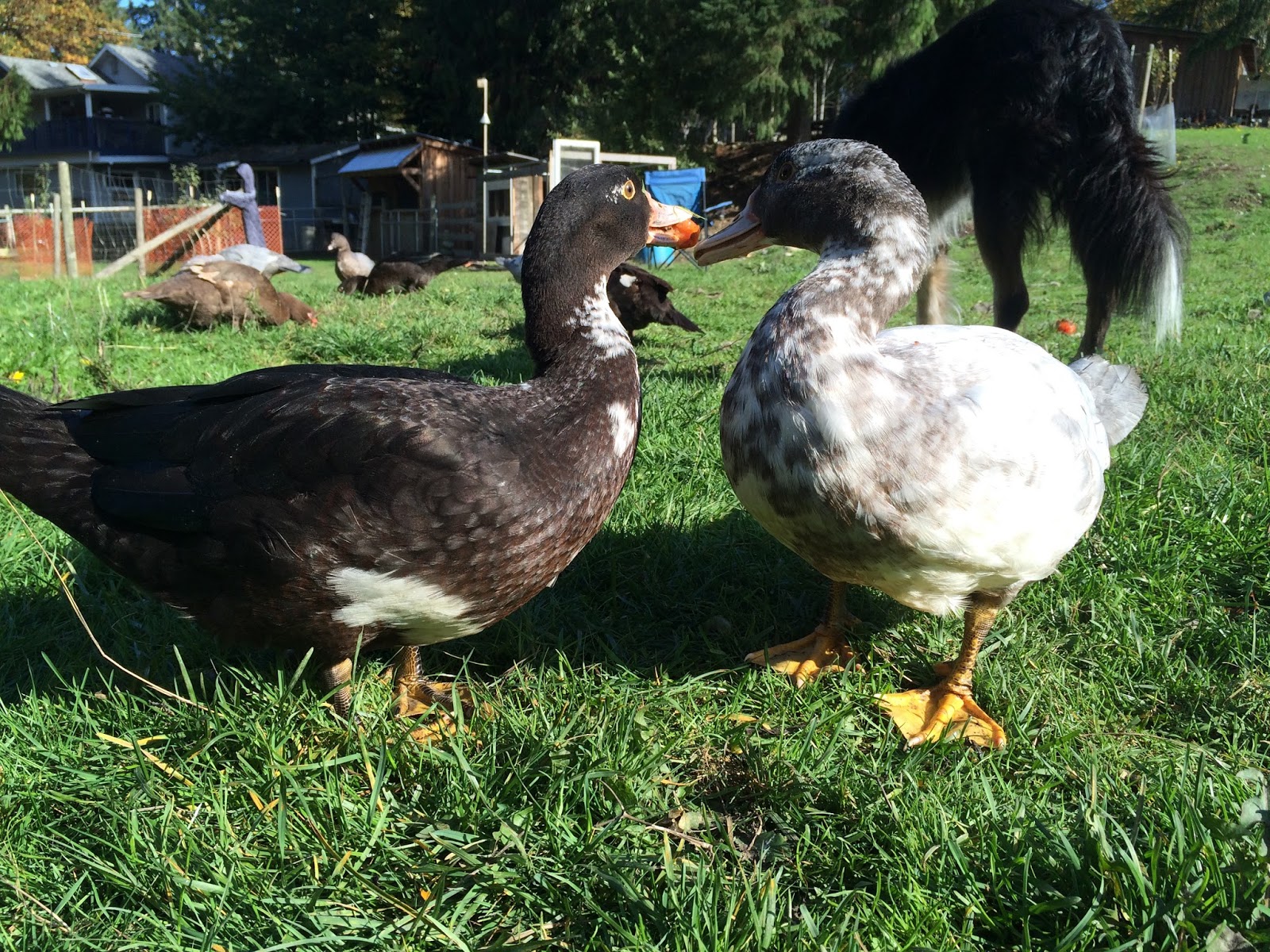 Into Left Field Duck Duck Duck Tomato!