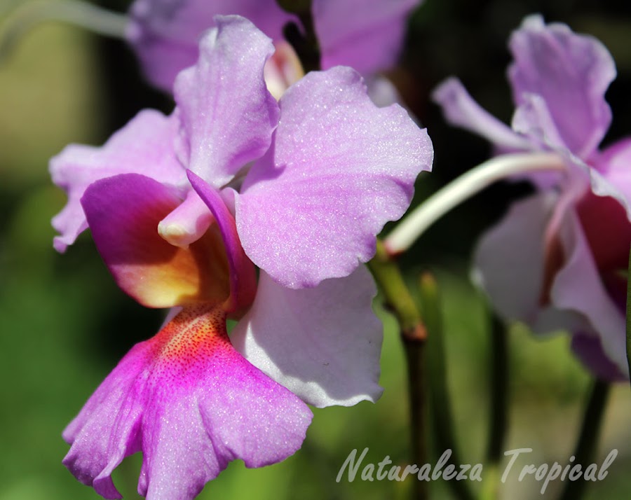 Flor de una especie del género Vanda