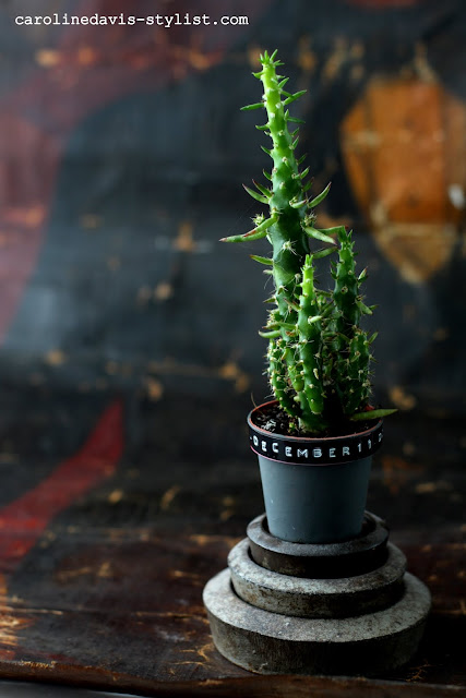 carolinedavis stylist_trend daily blog_advent calendar day 11_succulents_cacti