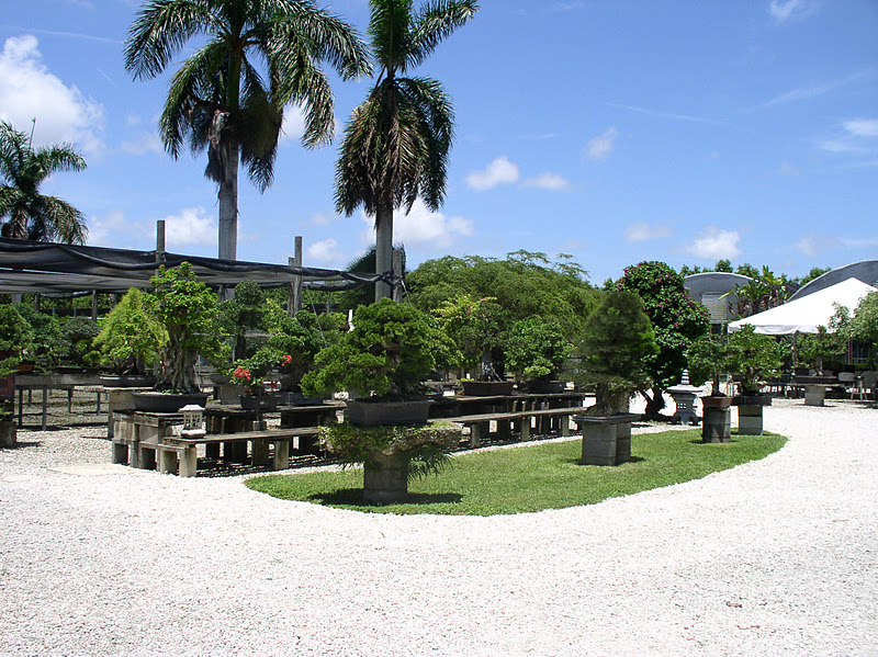 Florida Flowers and Gardens The Bonsai Garden at Miami Tropical Bonsai