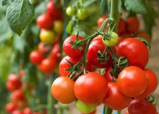 Berbagai Cara Mudah Budidaya Tomat Agar Cepat Berbuah dan Lebat