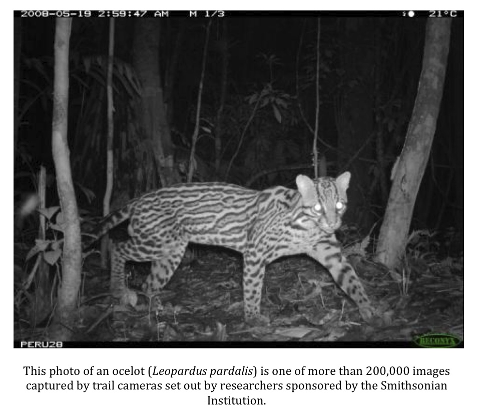 Texas Cryptid Hunter Smithsonian Trail Cam Gallery