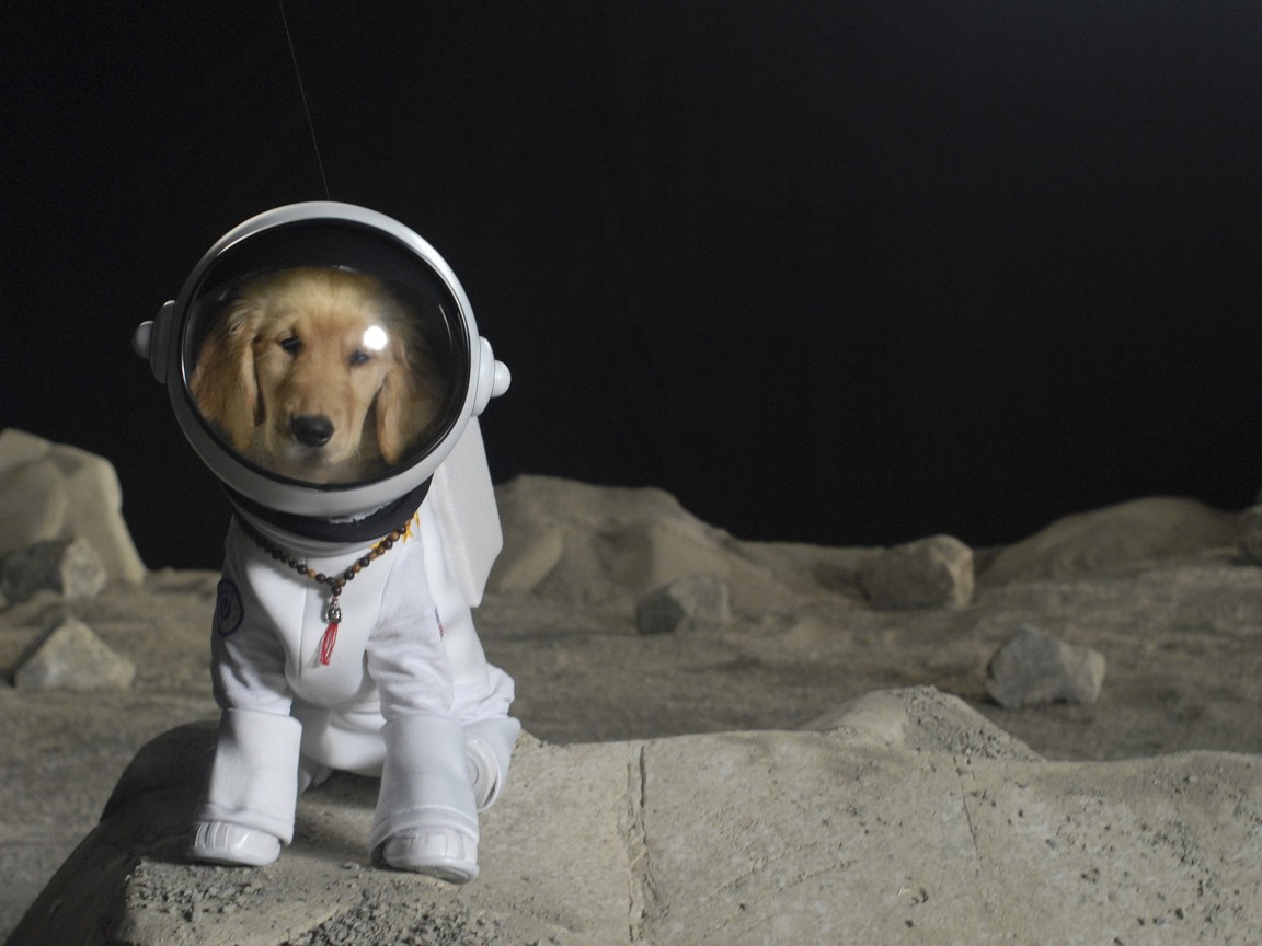 Космосе после собаки. Собака в скафандре. Собаки космонавты. Животные в космосе. Собака Луна.